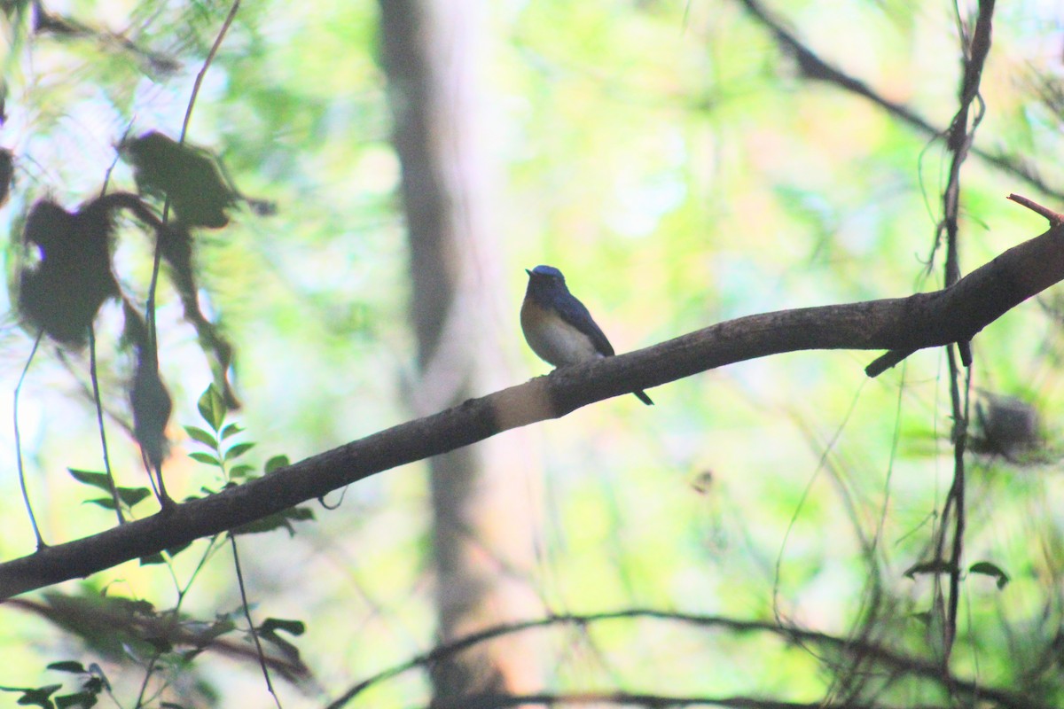 Papamoscas Gorjiazul - ML646502980