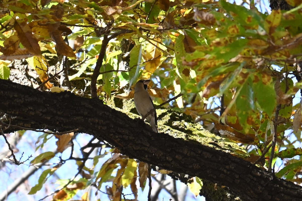Hawfinch - ML646502982