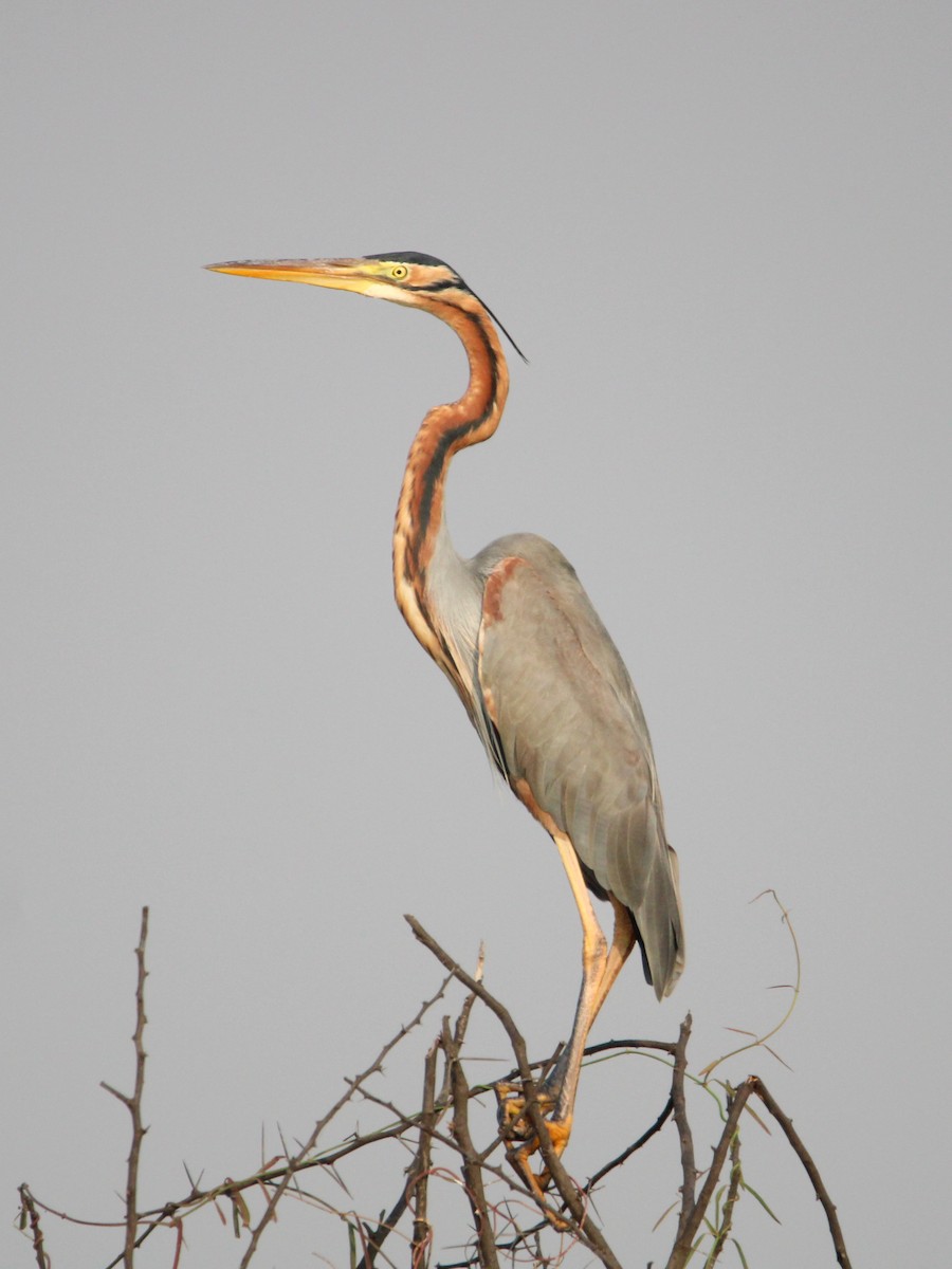 Garza Imperial - ML646502983