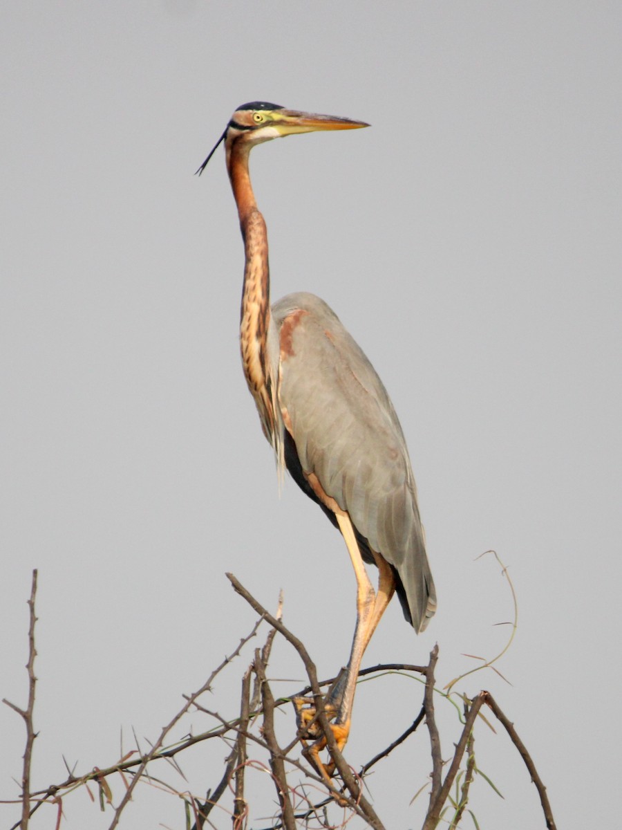 Garza Imperial - ML646502984