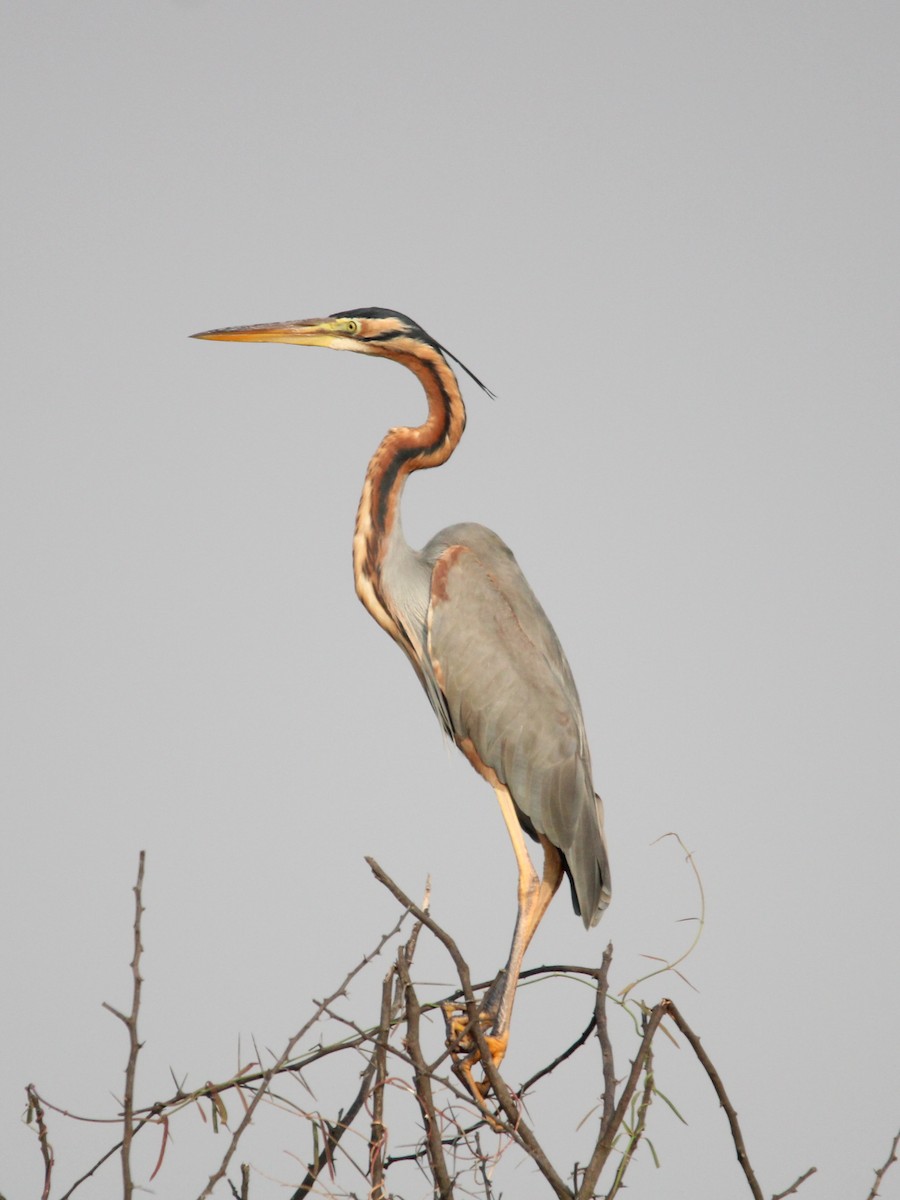 Garza Imperial - ML646502985