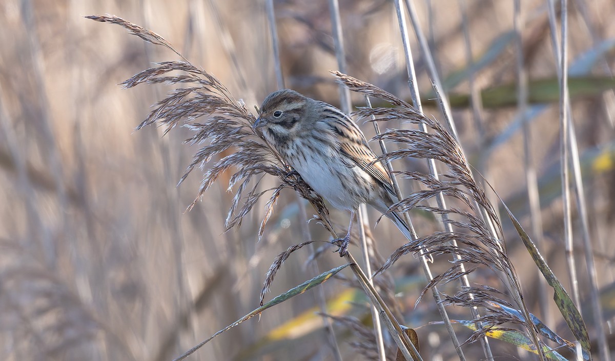 Escribano Palustre - ML646502986