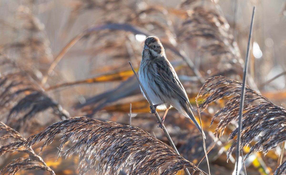 Escribano Palustre - ML646502987