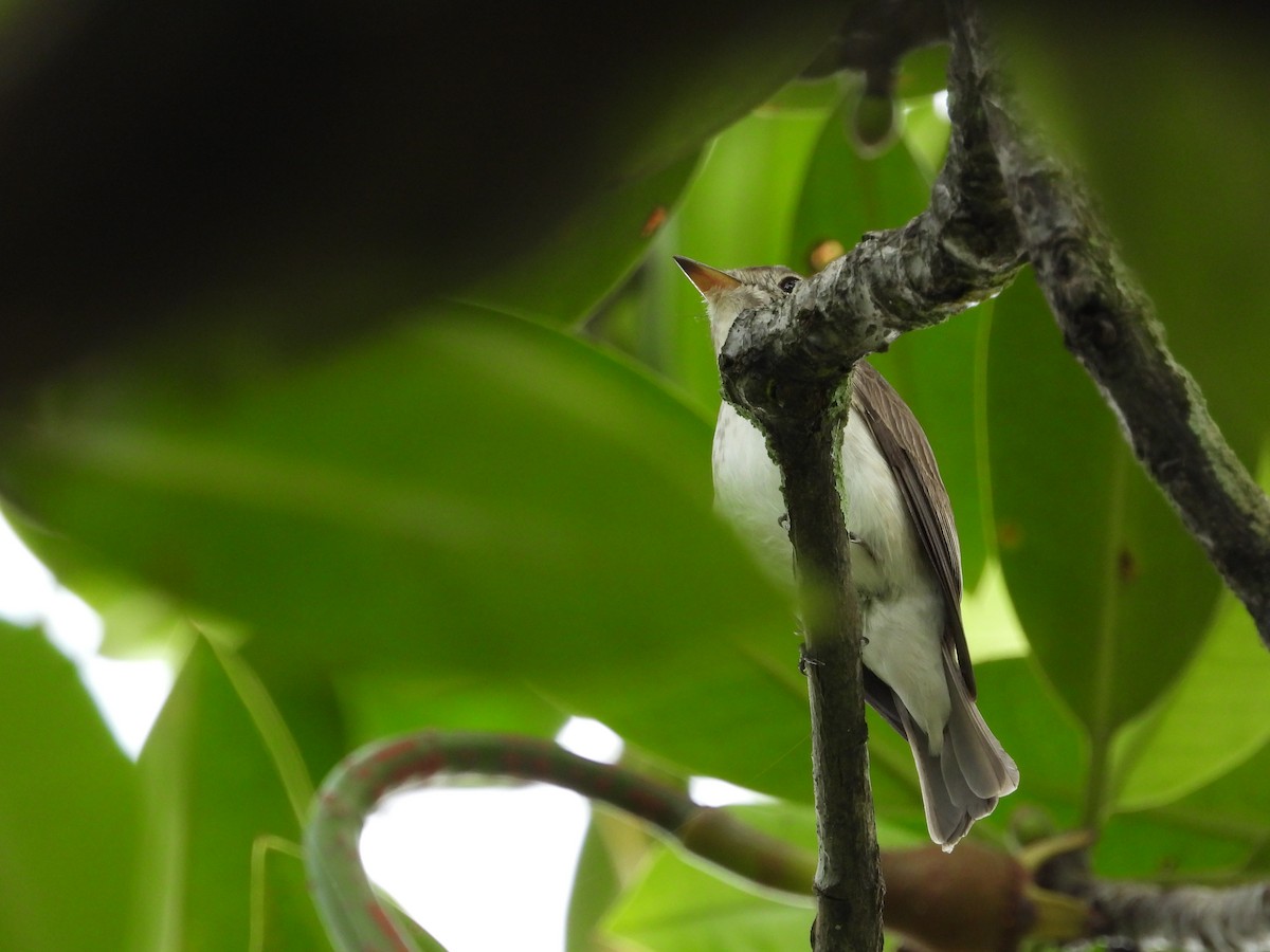 Papamoscas Pardo Asiático - ML646502988