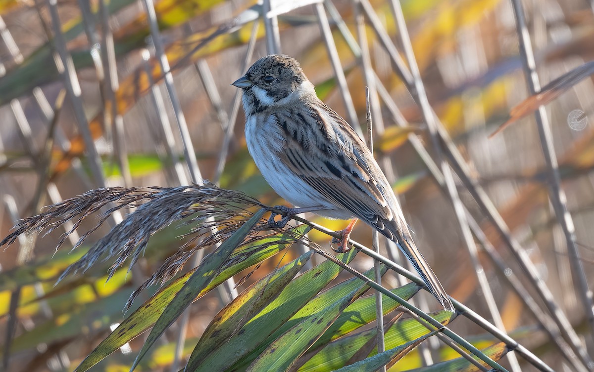 Escribano Palustre - ML646502989