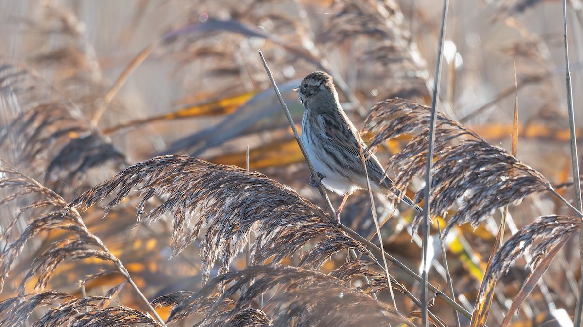 Escribano Palustre - ML646502990