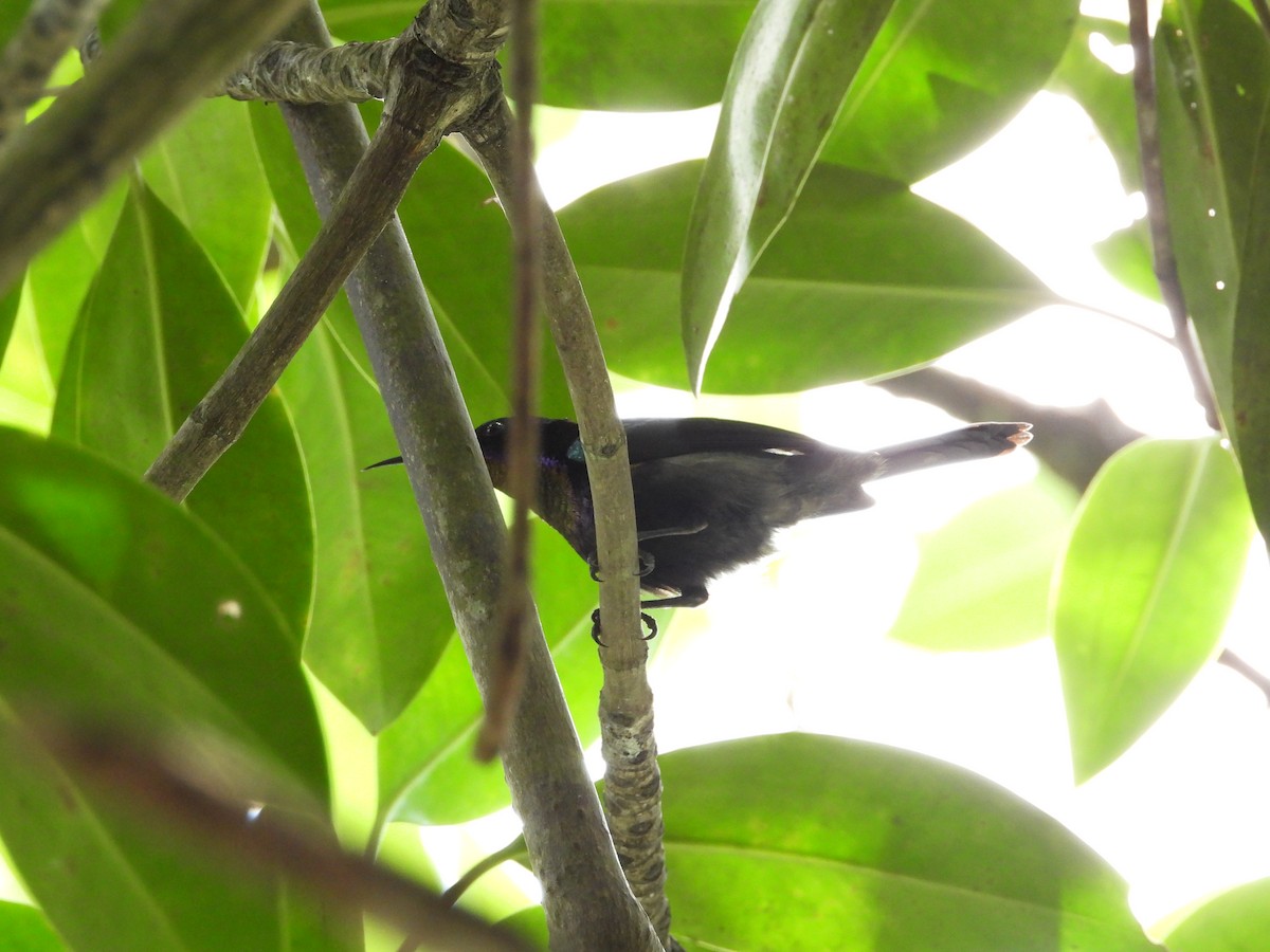 Suimanga de Macklot - ML646502991