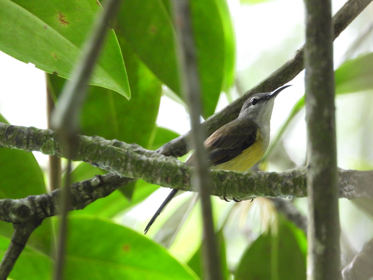 Suimanga de Macklot - ML646502992