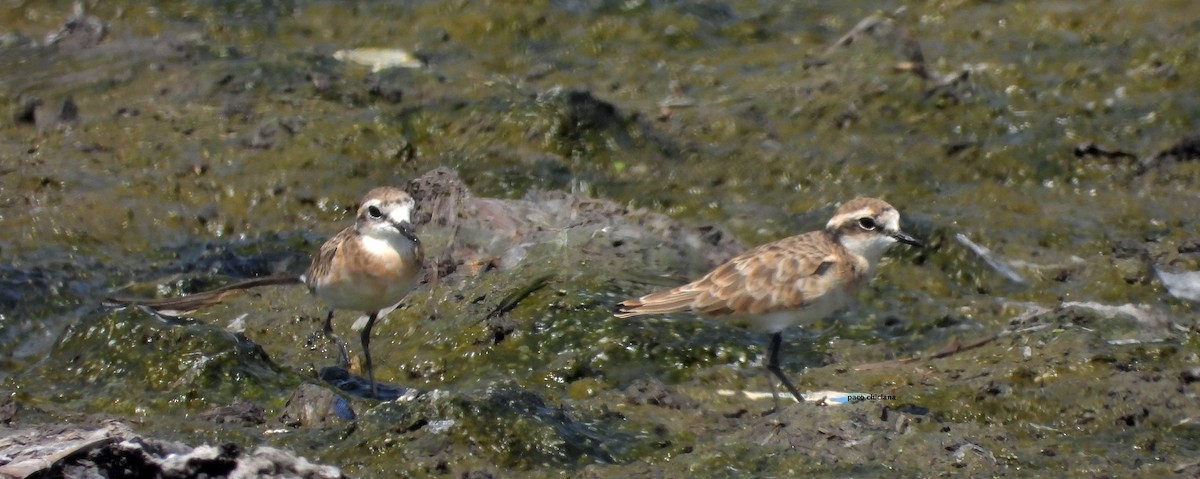 Chorlitejo Pecuario - ML646502994