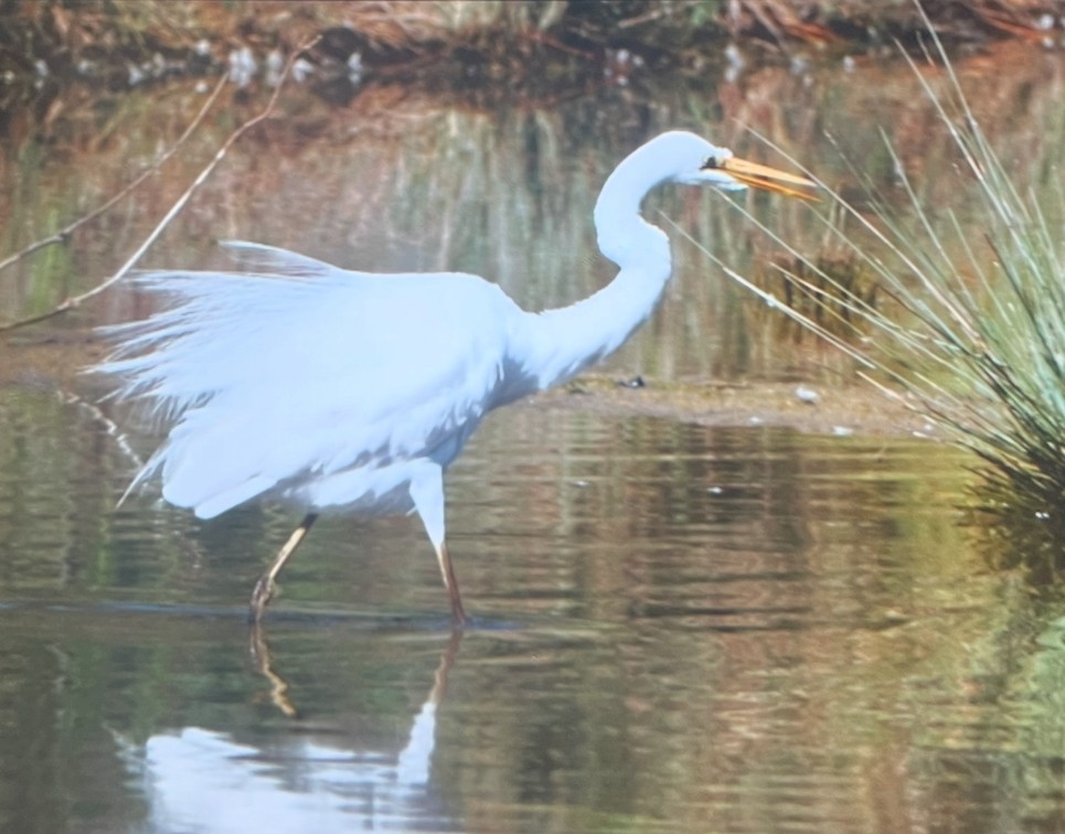 Garceta Grande - ML646502995