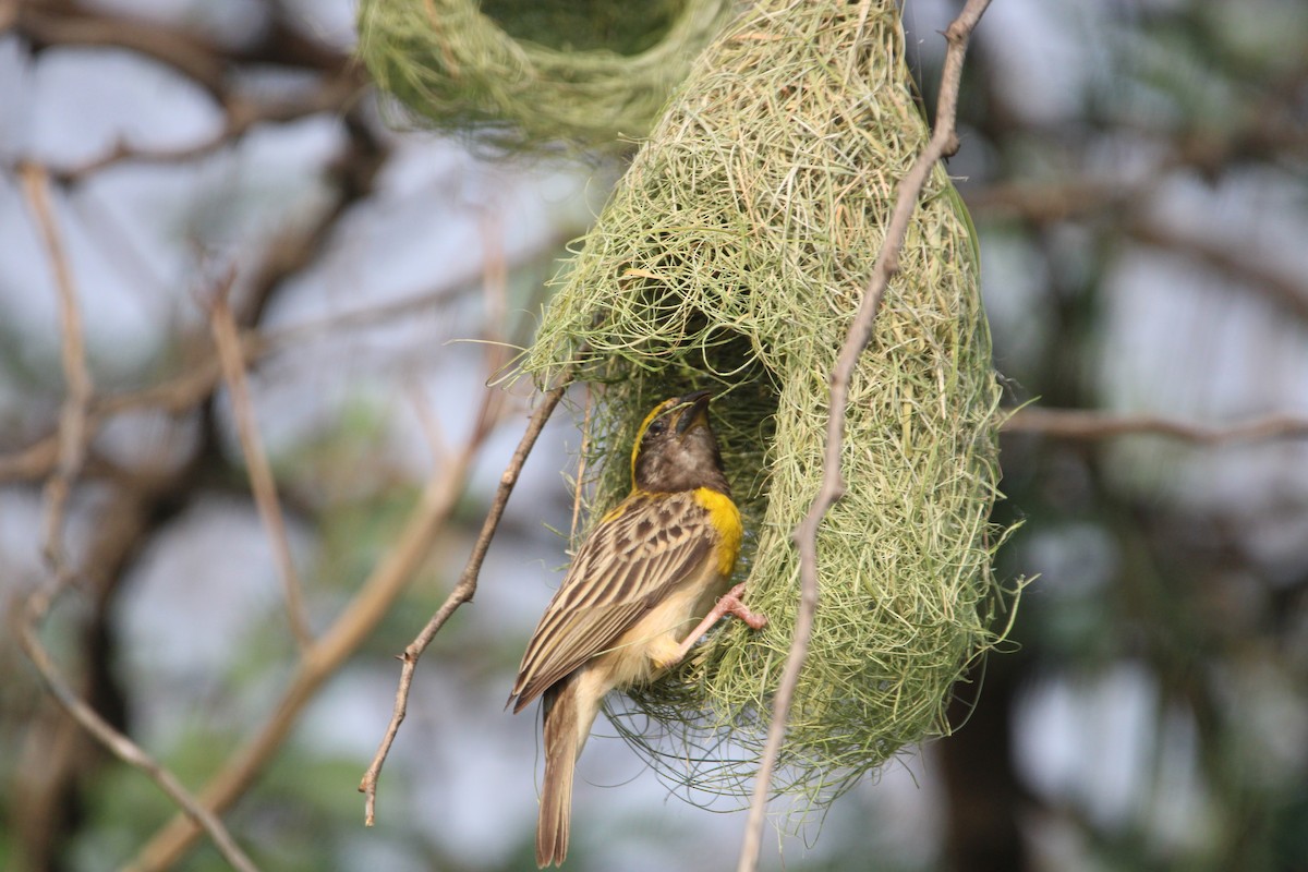 Tejedor Baya - ML646502996