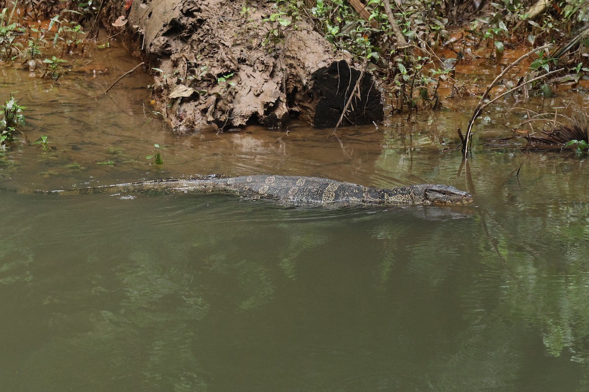 Southeast Asian Water Monitor - ML646502997