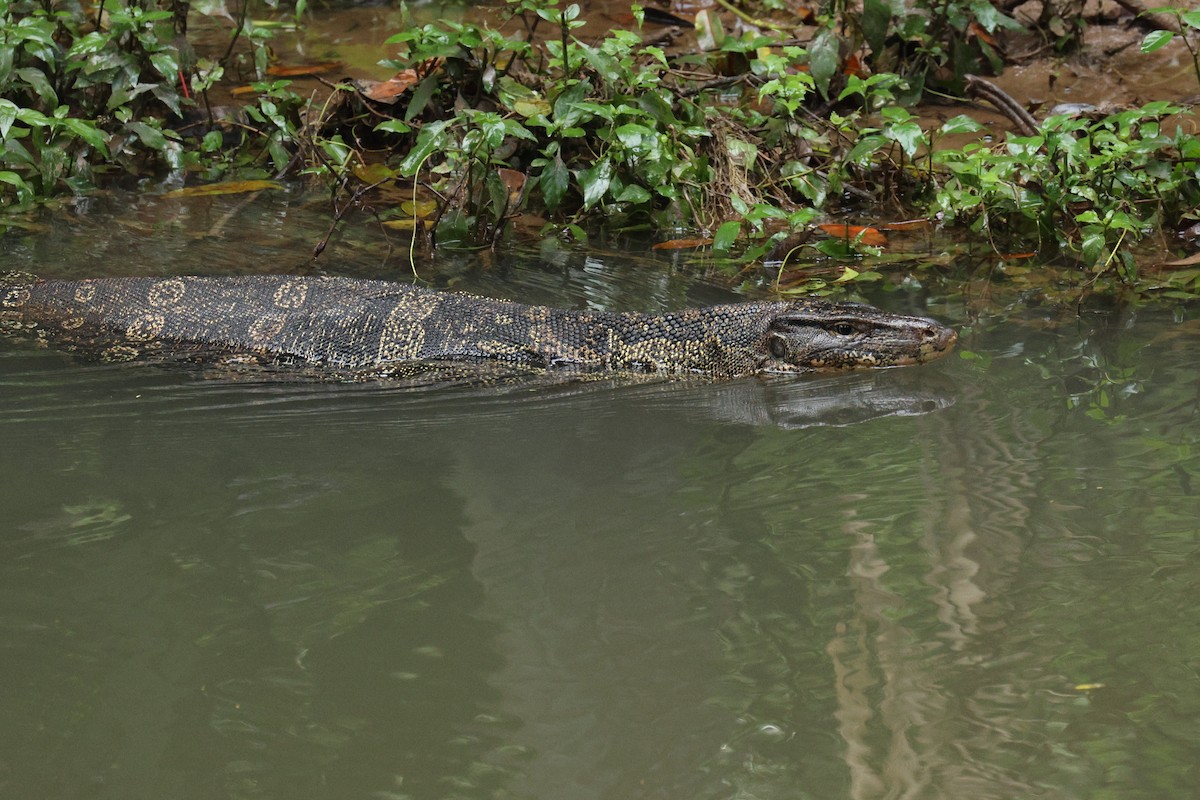 Southeast Asian Water Monitor - ML646502998