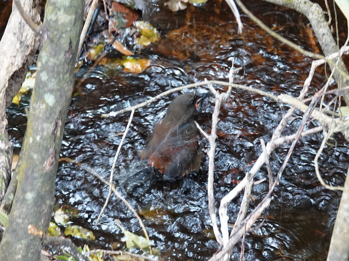 Tieke de Isla Sur - ML646503000