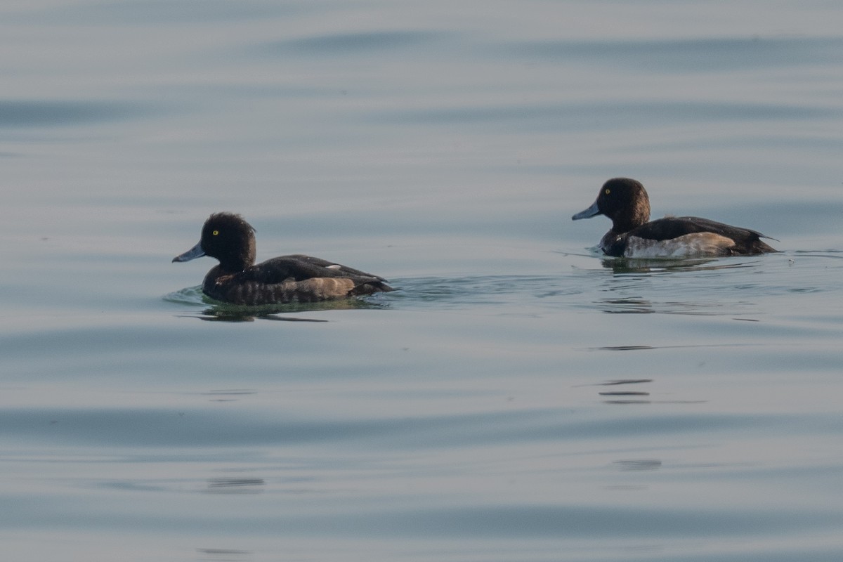 Porrón Moñudo - ML646503001