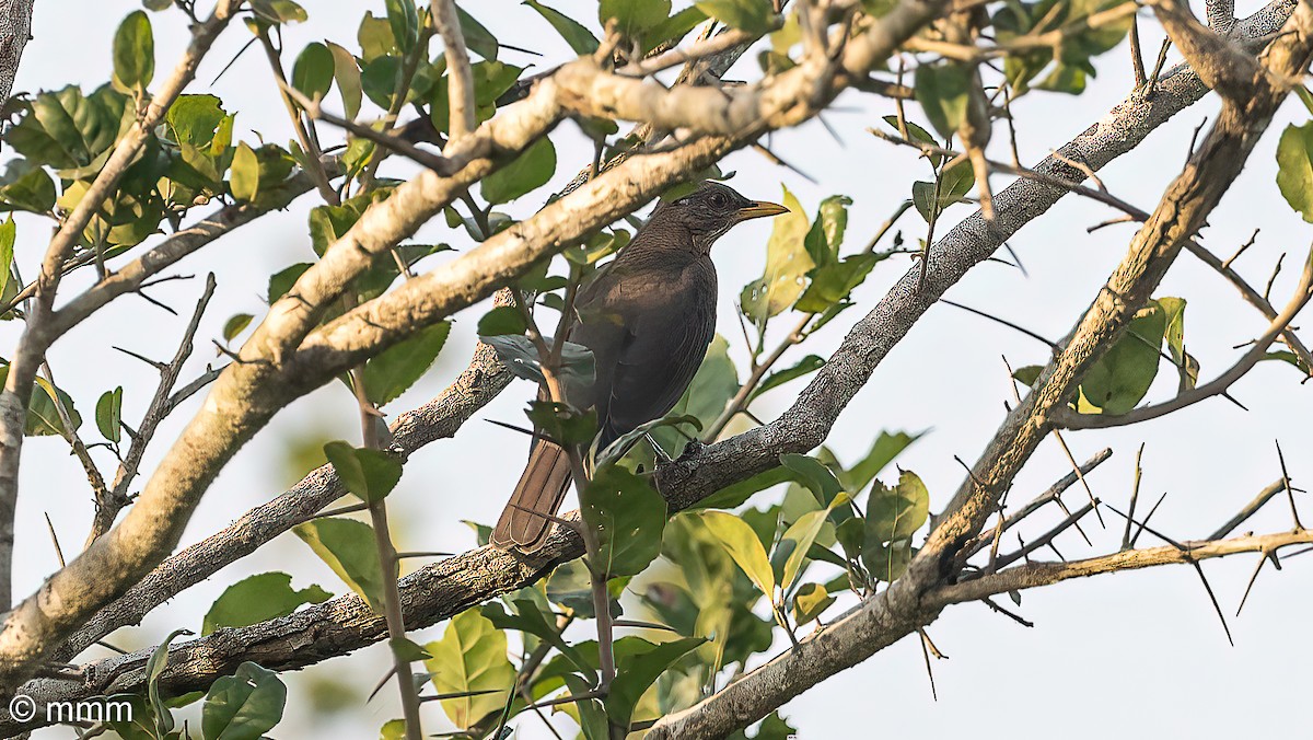 Zorzal Africano - ML646503003