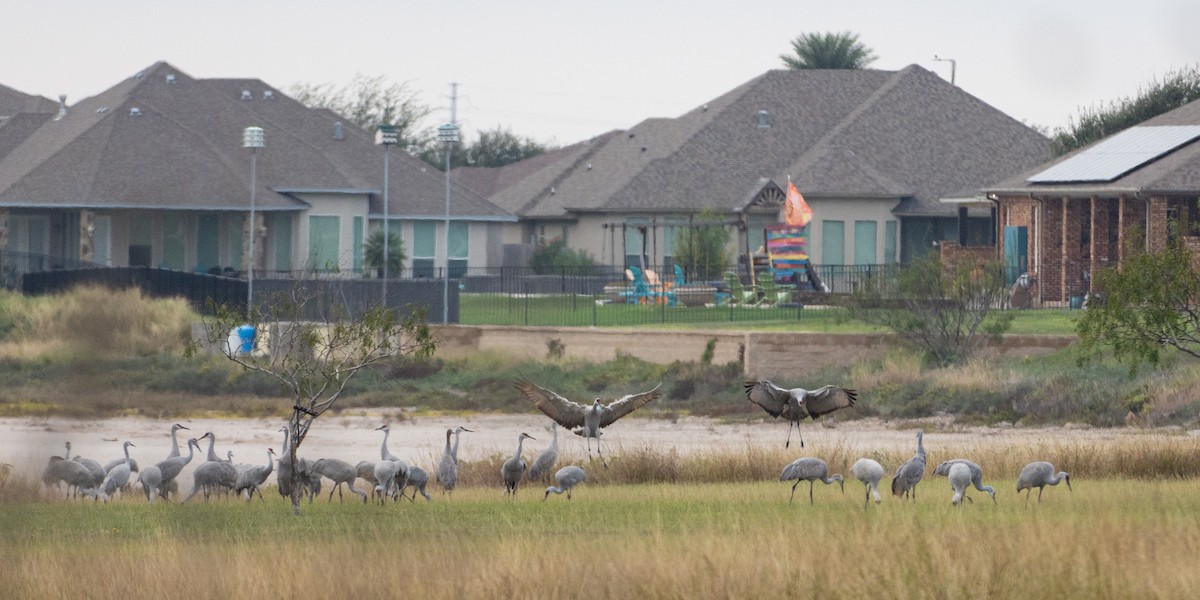 Grulla Canadiense - ML646503004