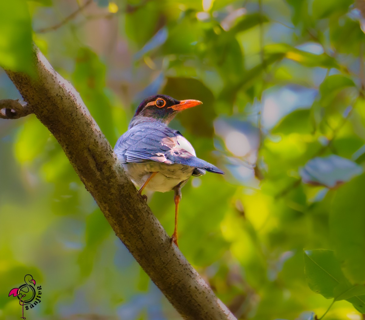 Mirlo Indio - ML646503005