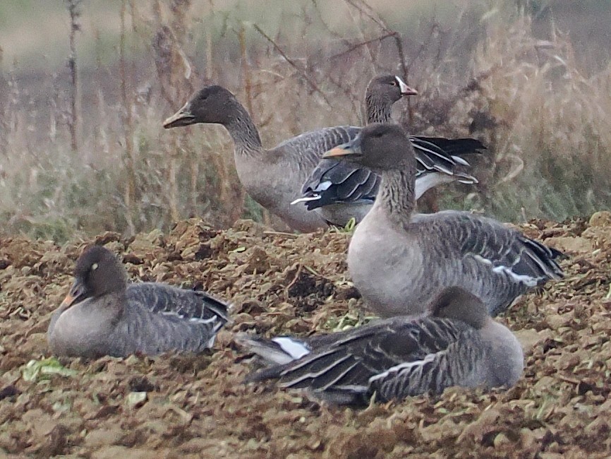 אווז קטן - ML646503006
