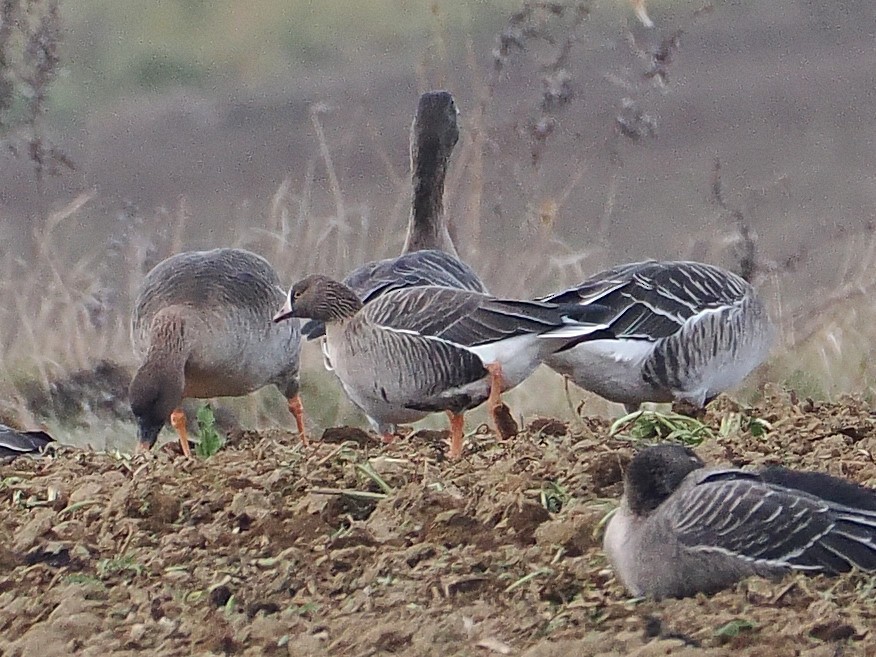 אווז קטן - ML646503007