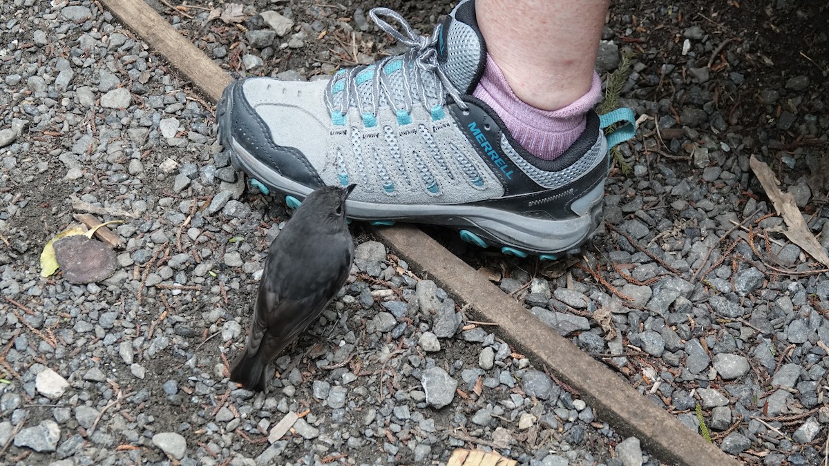 Petroica de Isla Sur - ML646503008