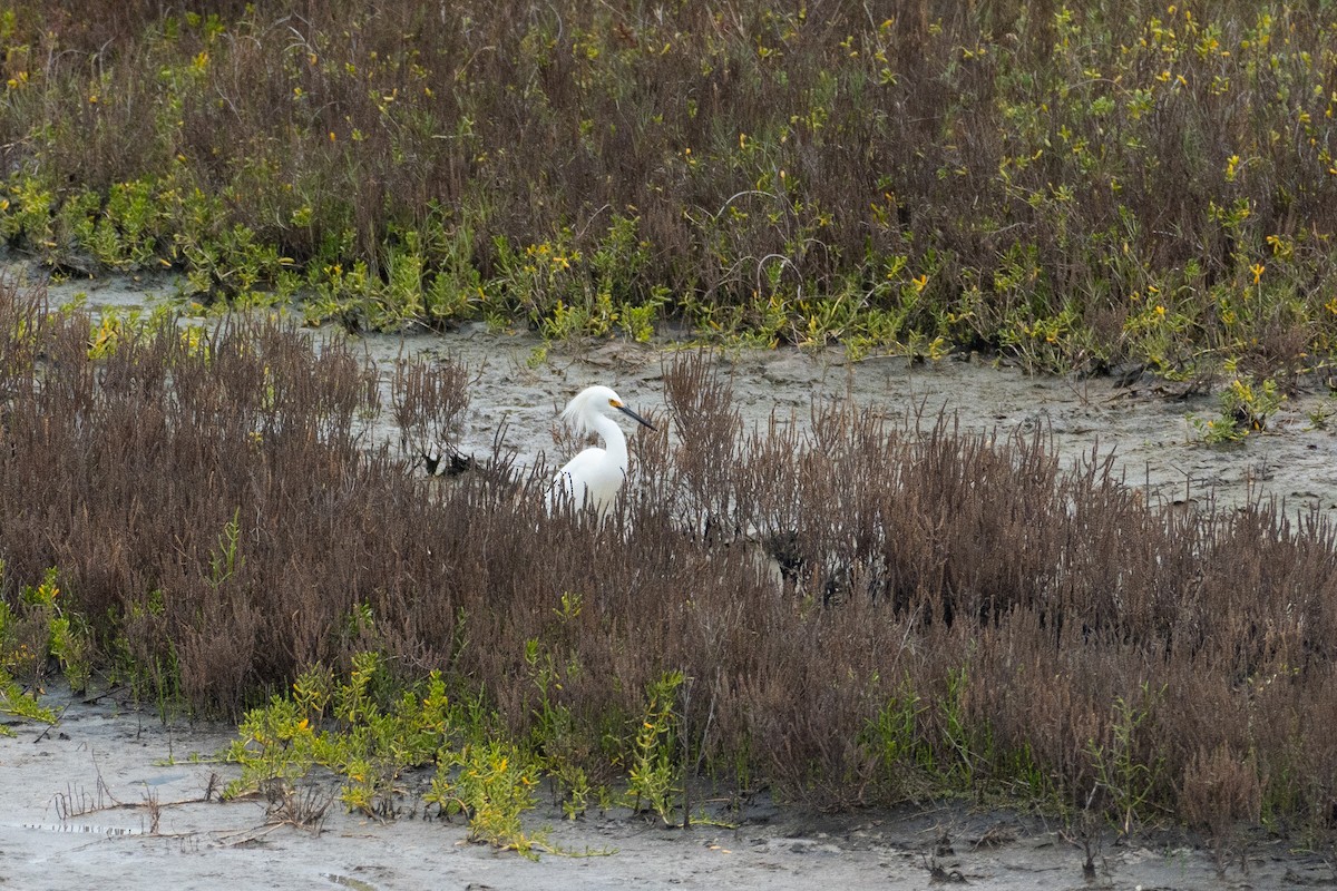 לבנית אמריקנית - ML646503010