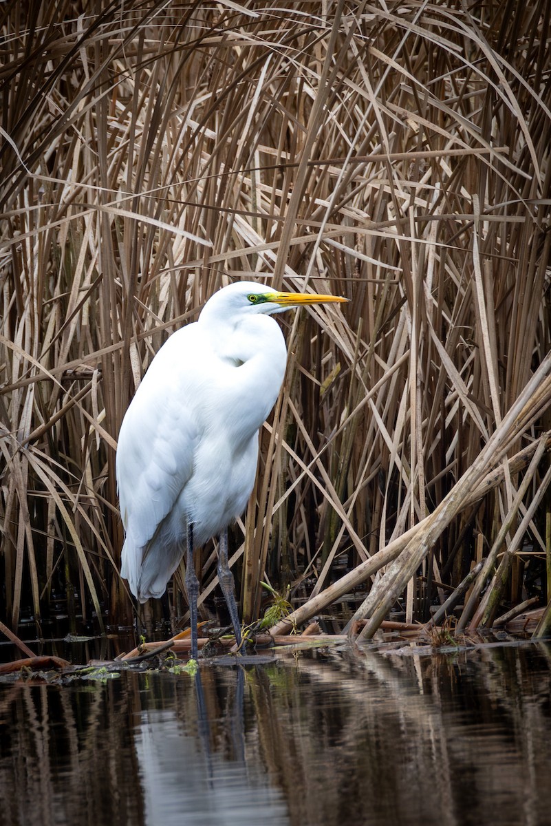 Great Egret - ML646503011