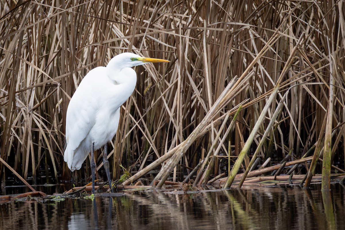 Great Egret - ML646503012