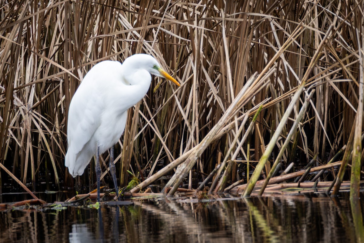 Great Egret - ML646503013