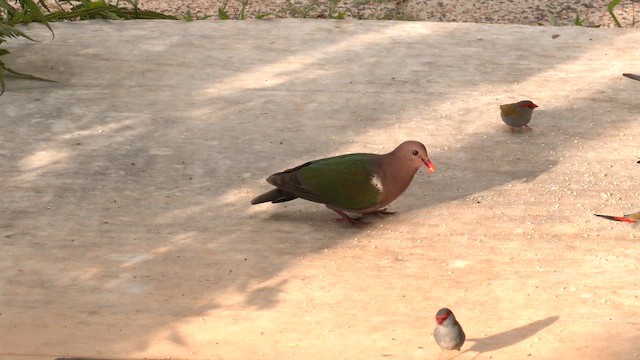 Pacific Emerald Dove - ML646503014