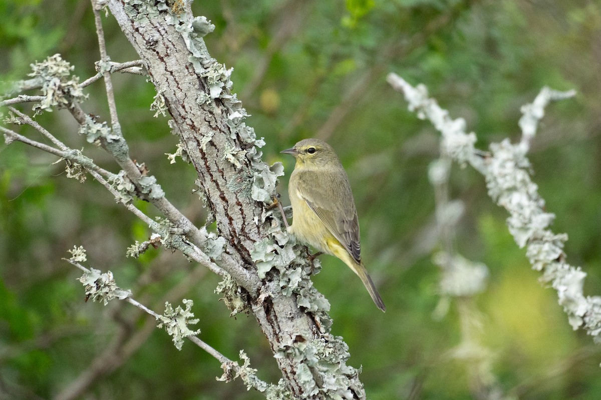 Orange-crowned Warbler - ML646503015