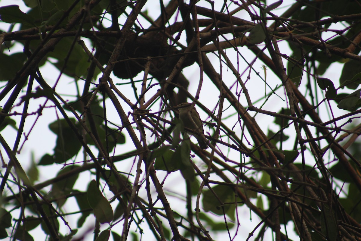 budníček zelený - ML646503016