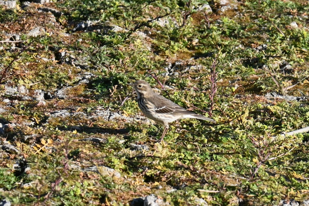Siberian Pipit - ML646503017