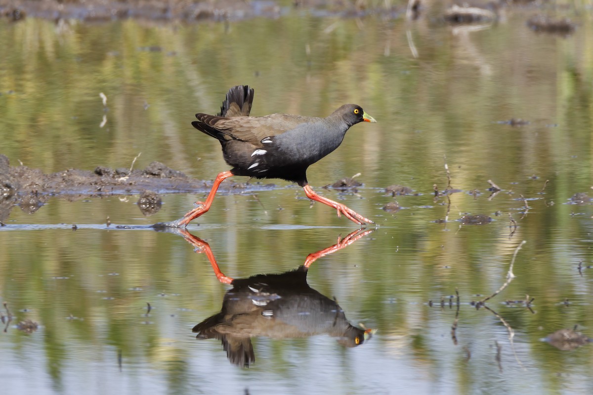 Black-tailed Nativehen - ML646503020
