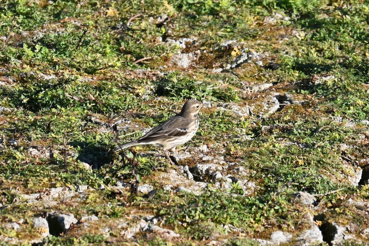 Siberian Pipit - ML646503022