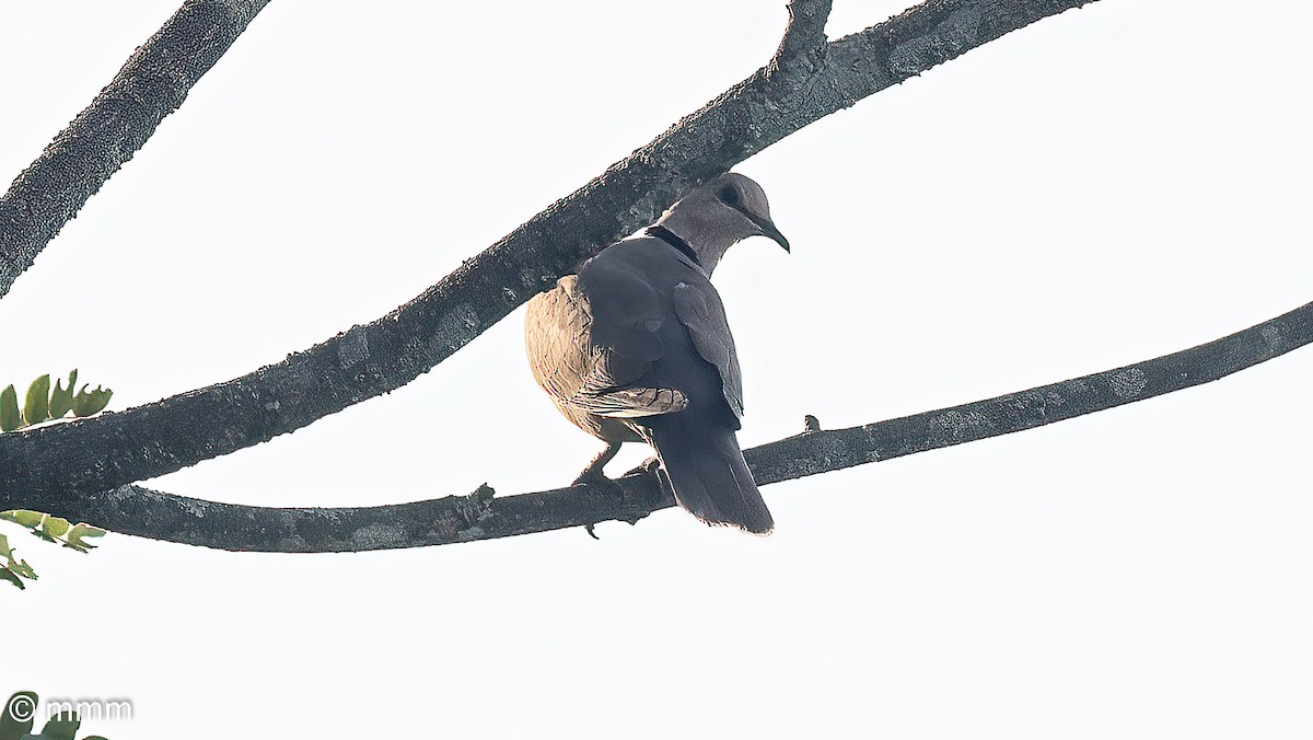 Vinaceous Dove - ML646503024