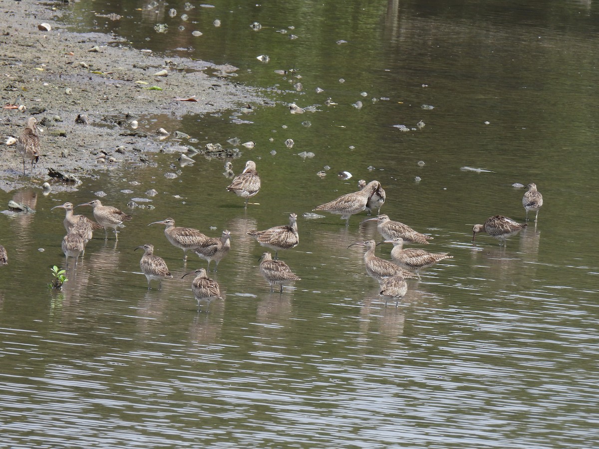 Eurasian Whimbrel - ML646503025