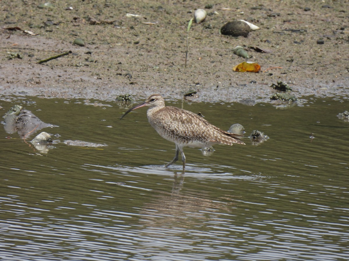 Eurasian Whimbrel - ML646503032