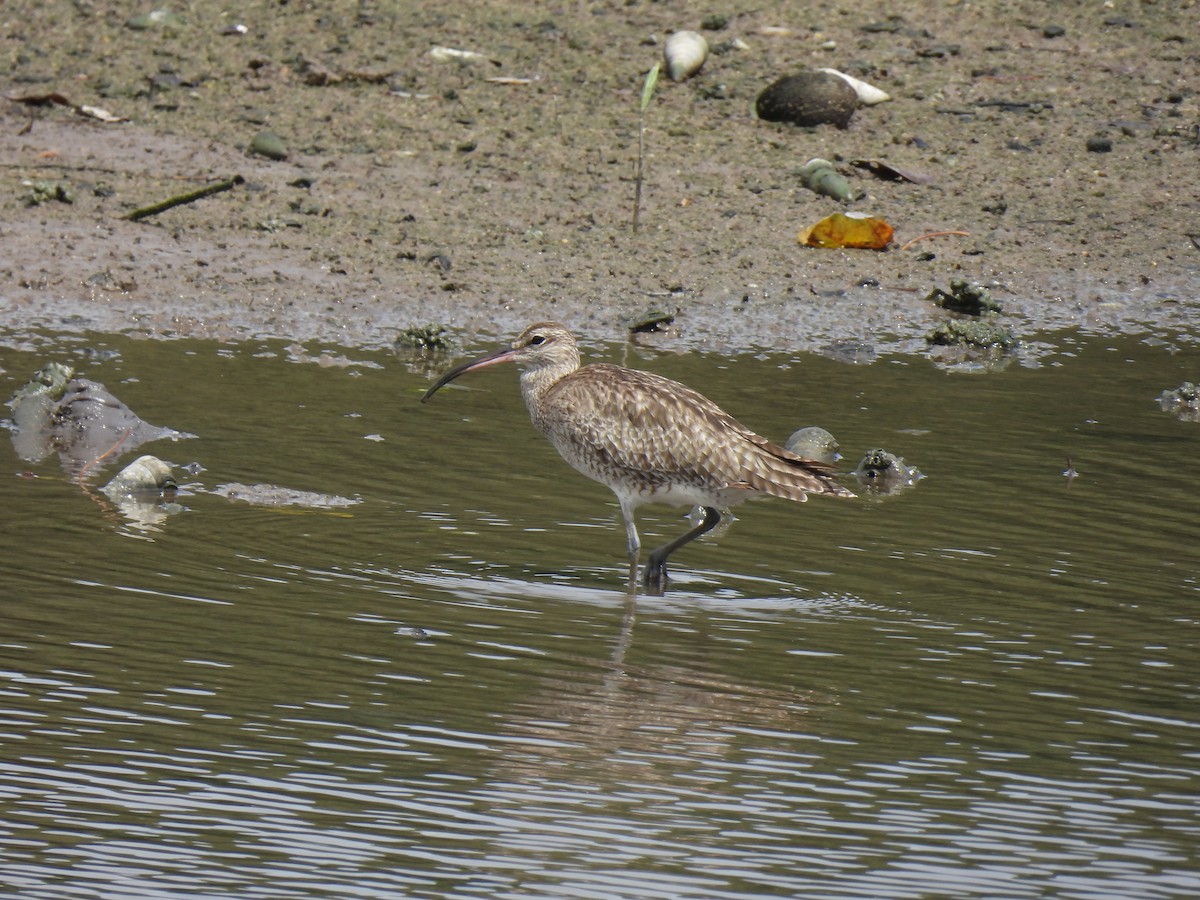 Eurasian Whimbrel - ML646503033