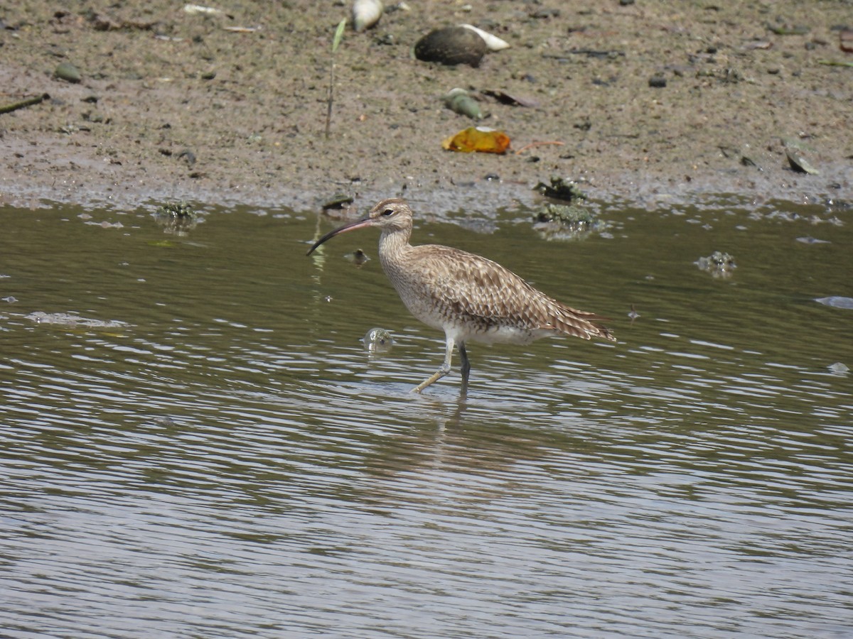 Eurasian Whimbrel - ML646503034