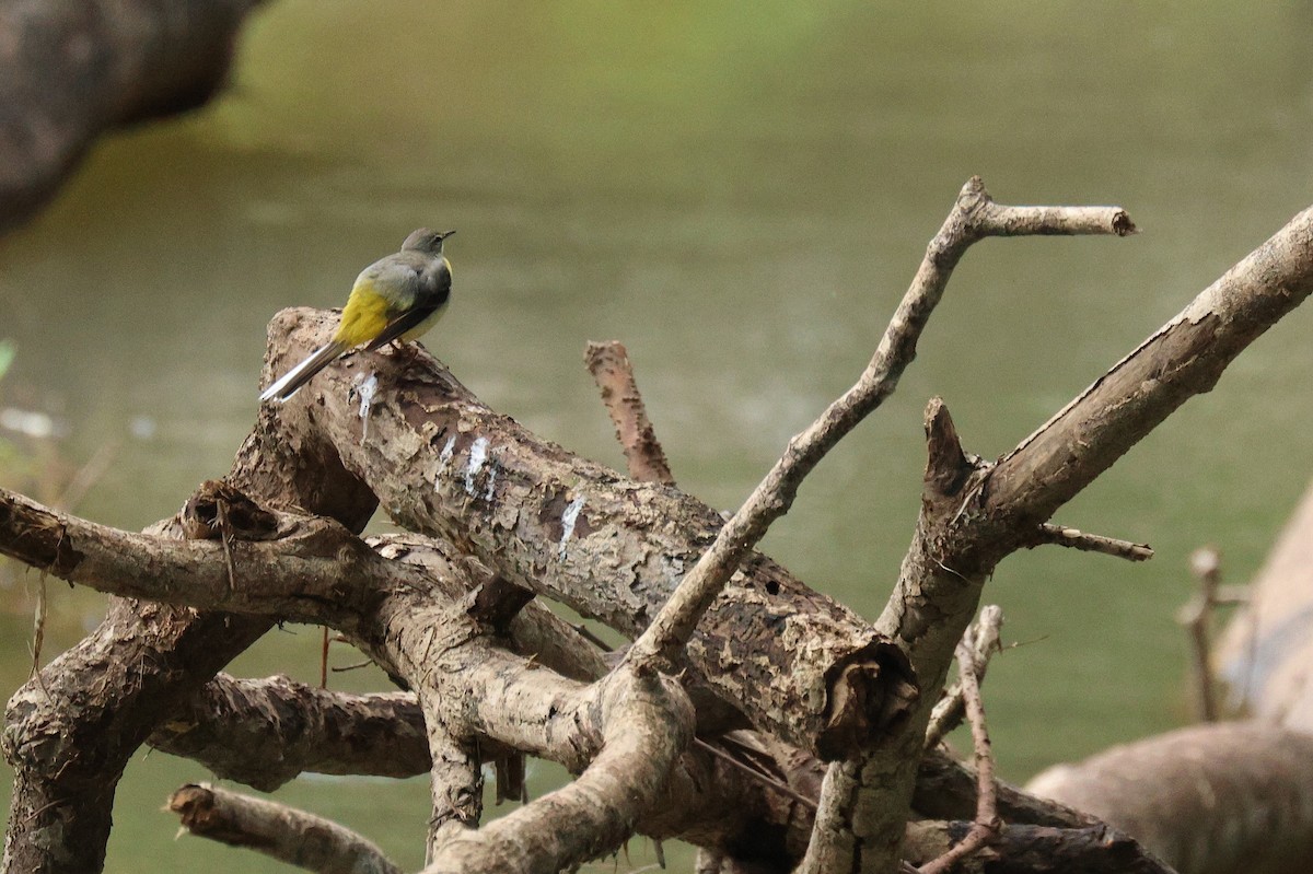 キセキレイ - ML646503035