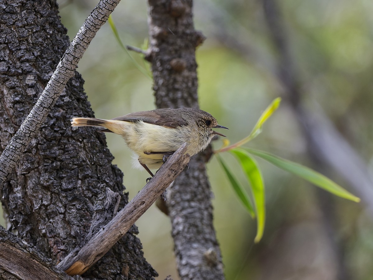 Buff-rumped Thornbill - ML646503036