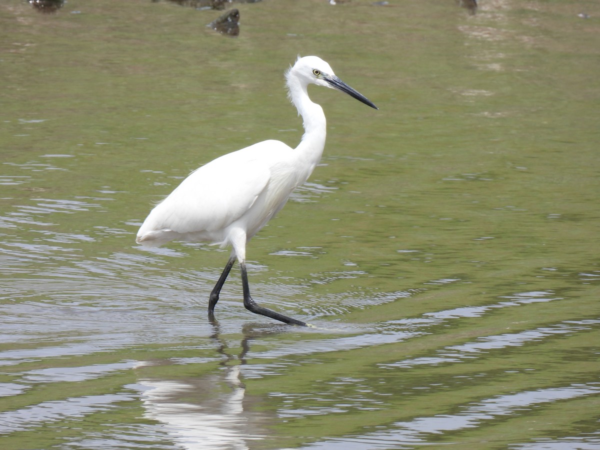 Little Egret - ML646503037