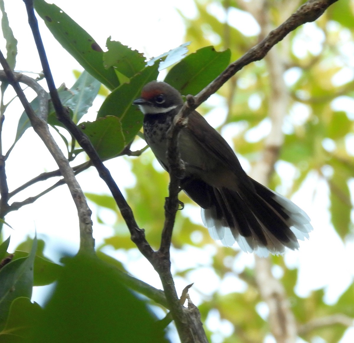 Arafura Fantail - ML646503038