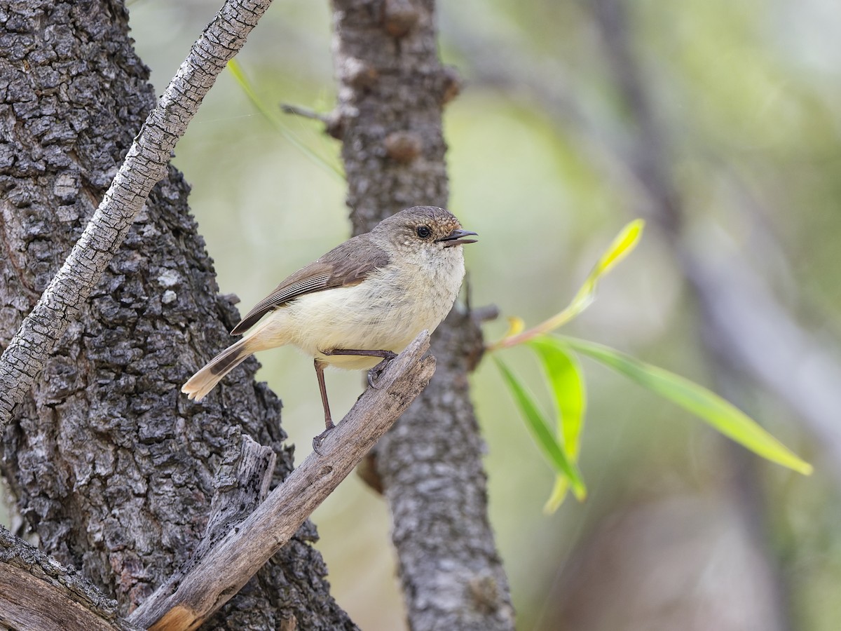 Buff-rumped Thornbill - ML646503040