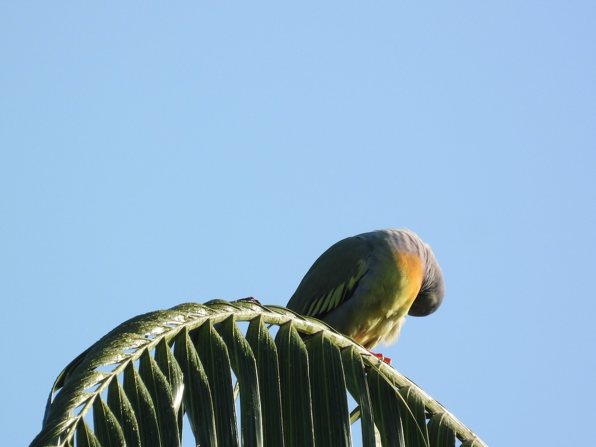 Pink-necked Green-Pigeon - ML646503042