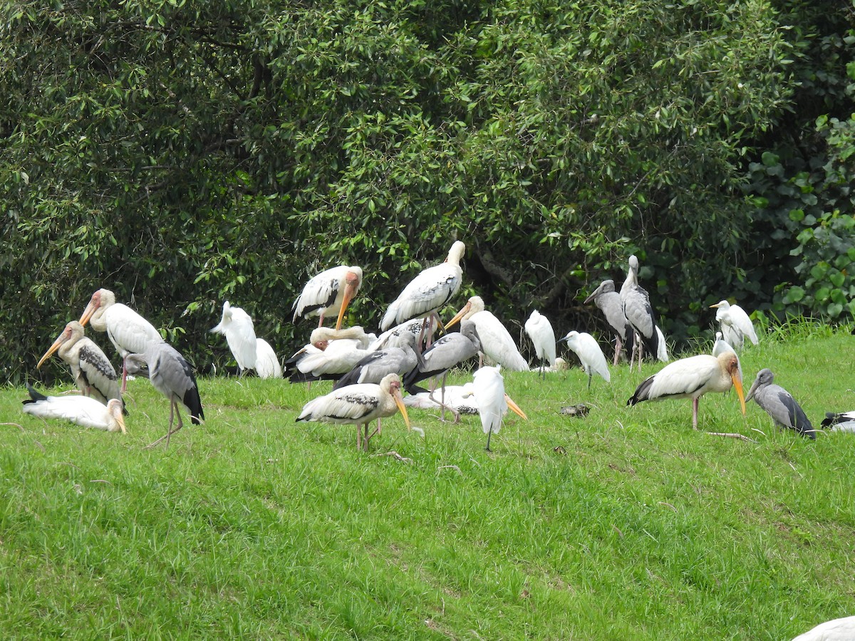 Milky Stork - ML646503043