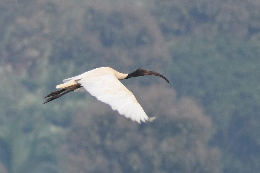 Black-headed Ibis - ML646503044