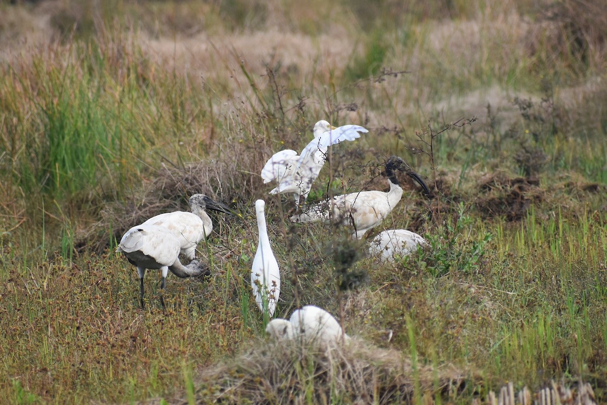 Black-headed Ibis - ML646503045
