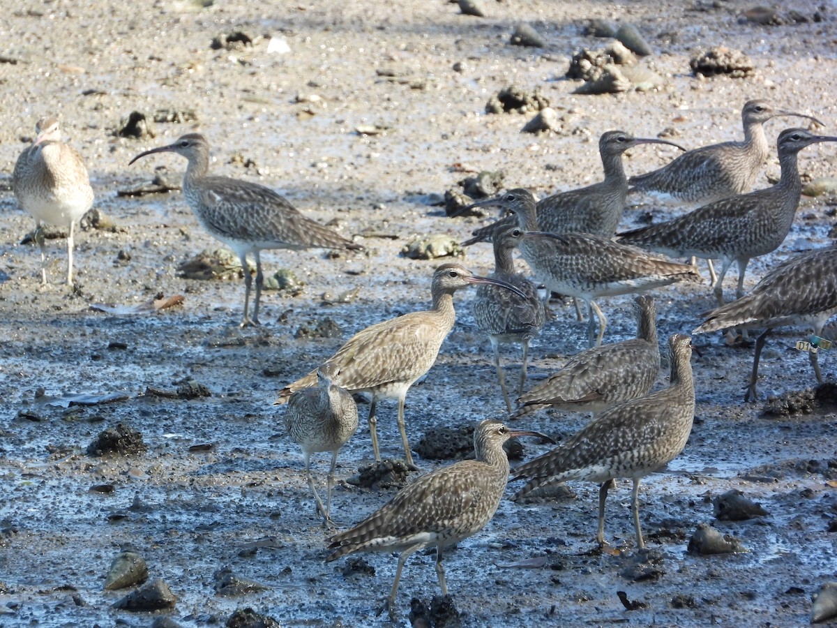 Eurasian Whimbrel - ML646503047